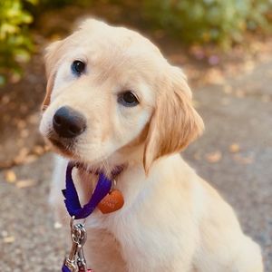 Meet your Posher, Josie